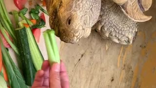 Cute Tortoise turtle having vegetables