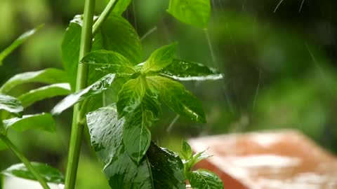 Heavy rain sounds in the garden | 3 hours Relaxation | Sleep | Yoga | Meditation and Stress relief