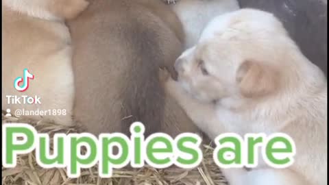Cute puppies are sleeping.See what happen next.