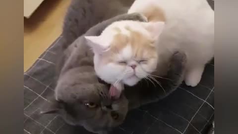 Collection of cute and funny cats