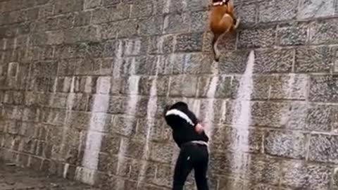 Dogs training stunt