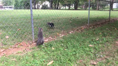 Thumbelina Playing with the Neighbors Cat named Figaro A