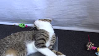 Cute Kitten Stretches on the Carpet