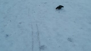 The beautiful pigeon decided to take a walk.