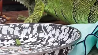 Lizard Licks Plate Clean
