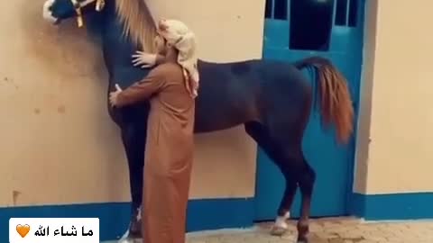 Horse arabian