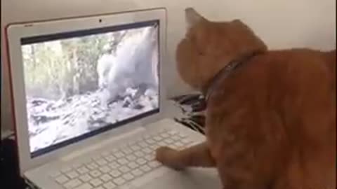Cute ! kitten wants to catch rabbit inside the screen