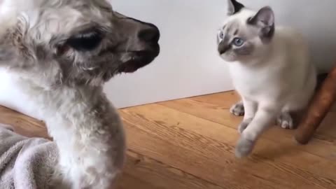 Cats and alpacas become good friends, are they cute