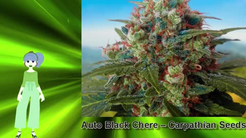 Auto Black Chere – Carpathian Seeds