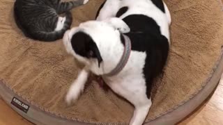 Cat plays with dog waggy tail