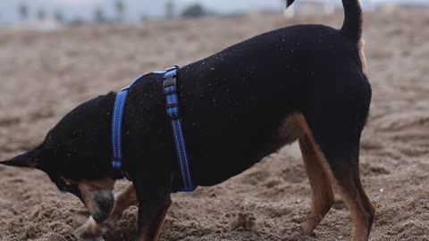 A Dog in a Pet Harness Digging