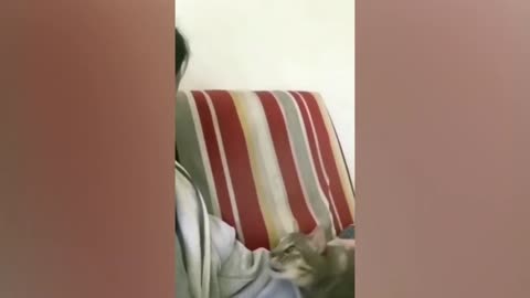 Two cats fight