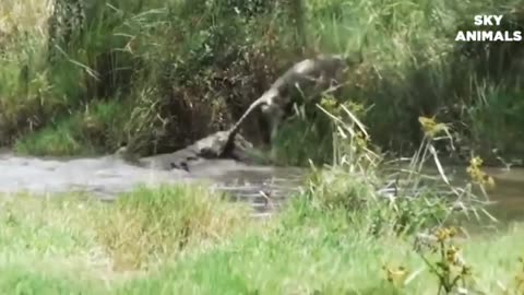 Amazing Attack of Animals Cobra Vs Mongoose