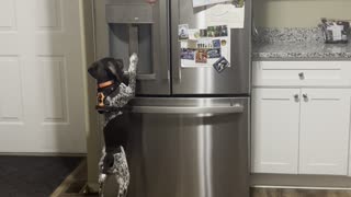 Puppy Uses Ice Dispenser
