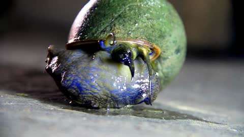 close-up-view-of-a-crawling-snail