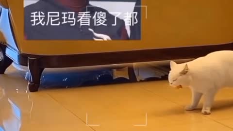 🐈CAT PLAYING LIKE A PRO