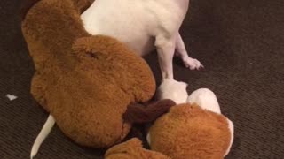 White dog surrounded by stuffed animals runs to owner
