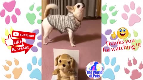 Very funny fluffy dog - The World of Pets
