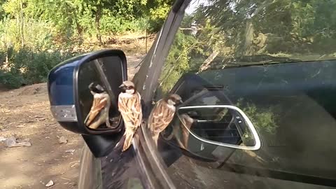 Sparrow hitting his own reflection in car window