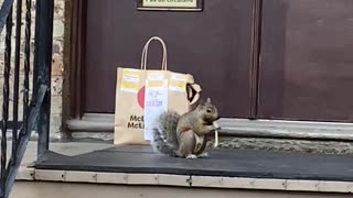 Squirrel Enjoys His Food Delivery