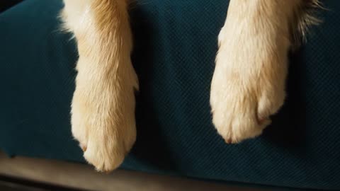 Paws of golden retriever top view, close-up of labrador dog legs on sofa. Shooting domestic pet