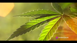 High Time The Green Wave of Marijuana Legalization 2023