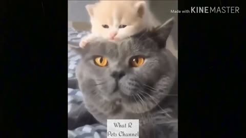 funny cat videos too cute #1