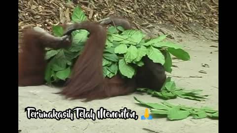 Orangutan make a nest