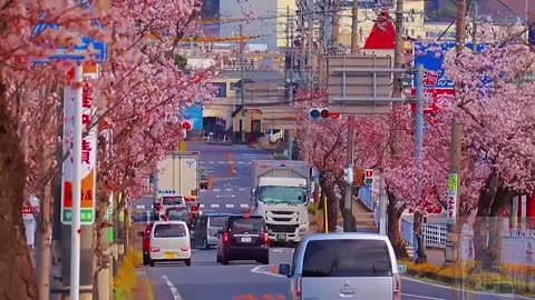 Cherry blossoms in the city