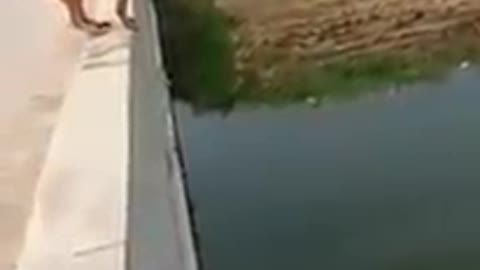 INCREDIBLE!!! Dog saves man from drowning.