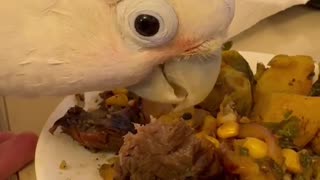 Steak Dinner Deluxe: Boo the Cockatoo's Luxury Vacation Feast! 🥩🦜