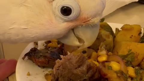 Steak Dinner Deluxe: Boo the Cockatoo's Luxury Vacation Feast! 🥩🦜