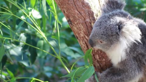 Lovely Koala bear eating!