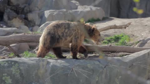 a grizzly bear at the local zoo