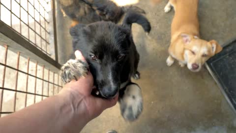 male hand petting caged stray dog in pet shelter. People, Animals