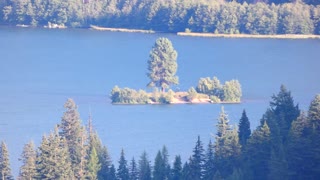 Tree Island