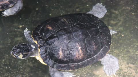 Turtle Swimming in the Water