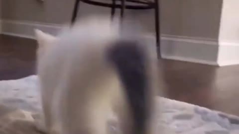 🤣😂cat dancing the dog dance🤣😂