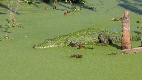 American Alligator basking in a swamp