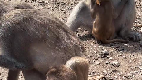 Monkey group eating banana