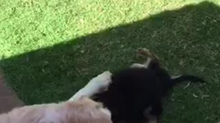 Golden dog playing with black puppies in yard
