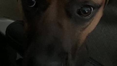 My dog, Moose a Cane Corso likes to talk.