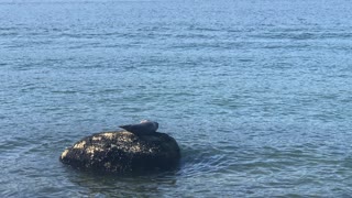 Seal in Vancouver