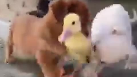 Funny dog and funny baby duck best friend.