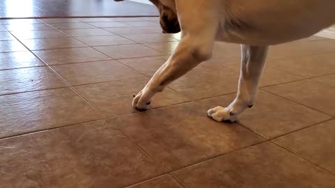 Labrador Dog is Confused by Spring Door Stopper | Full Comedy | Funny Dog Video