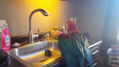 A parrot takes a bath at the sink