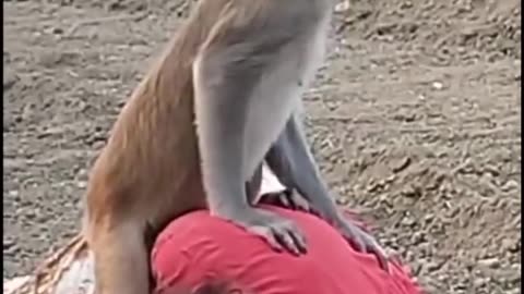 Monkey funny moment 2024