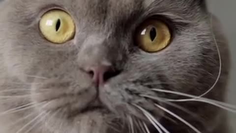 Hysterical Cat and Dog Video _ You Won_t Stop Laughing -- _ _Shorts
