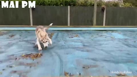 You will be Full of Energy watching this Funny Husky video - Try these Funny Dog Videos 😁