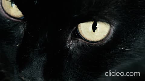 BEAUTIFULL BLACK CAT